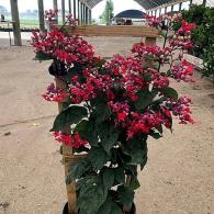 Bleeding Heart Trellis 10