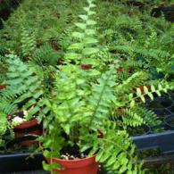 Macho Fern 6