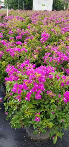 Available in 6", 10", 14", 17" & 21" pots in Bush, Trellis, Standards, Hanging Baskets