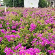 Bougainvillea Bush 14