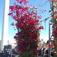 Bougainvillea Trellis 21