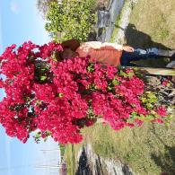 Bougainvilla Trellis