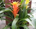 Available in 8" & 10" pots