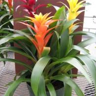 Bromeliad Garden