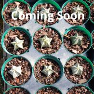 Star Cactus