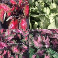 Caladium Varieties