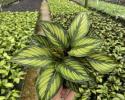 Calathea Beauty Star
