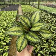 Calathea Beauty Star