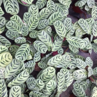 Calathea Burle Marx