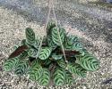Calathea Burle Marx Hanging Basket