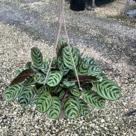 Calathea Burle Marx Hanging Basket