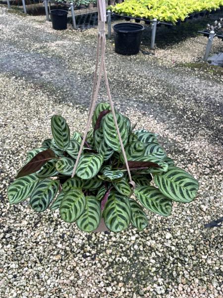 Calathea Burle Marx Hanging Basket