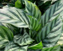 Available in 6" & 8" pots