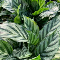 Calathea Concinna aka Freddie