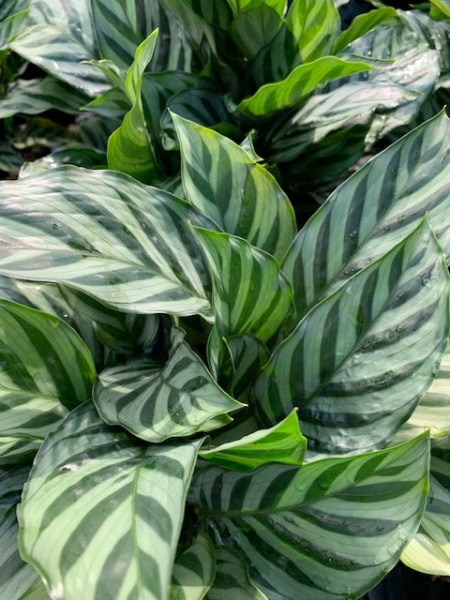 Available in 6" & 8" pots
