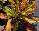Available in 4", 6", 8", 10" & 14" pots