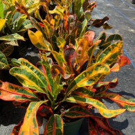 Croton Mammey