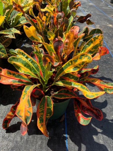 Available in 4", 6", 8", 10" & 14" pots