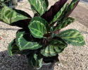 Available in 6" & 8" pots