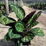 Calathea Medallion