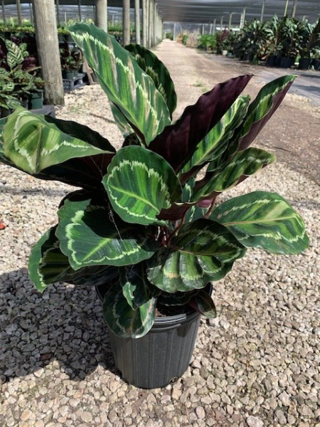 Available in 6" & 8" pots