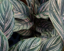 Available in 6" & 8" pots