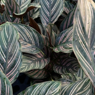 Calathea Ornata