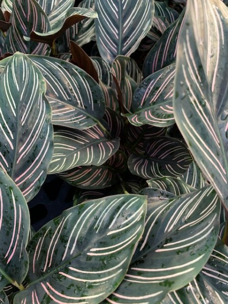 Available in 6" & 8" pots