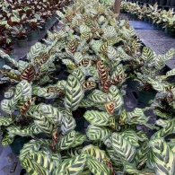 Calathea Makoyana 