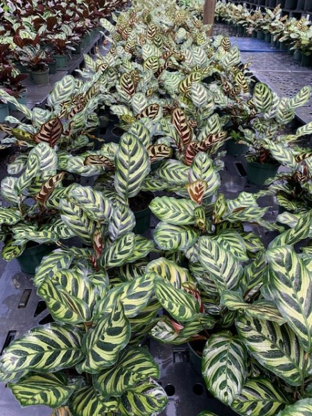 Available in 6" & 8" pots
