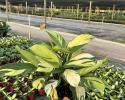 Available in 6" pots