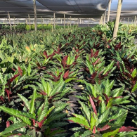 Calathea Rufabarba 8