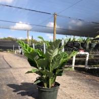 Calathea Zebrina 6 inch