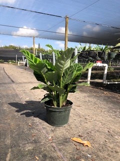 Calathea Zebrina 6 inch