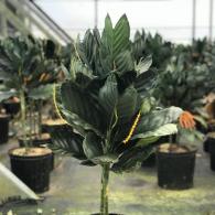 Chamaedora Metallica
