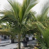 Coconut Palm