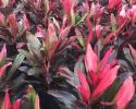 Available in 10" & 14" pots