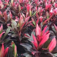 Cordyline Florida Red