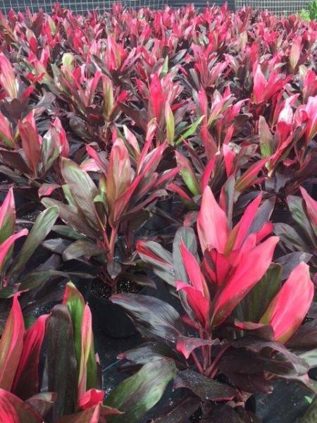 Available in 10" & 14" pots