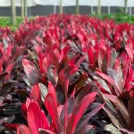 Cordyline Florida Red