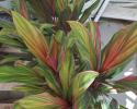 Cordyline Harlequin 10"