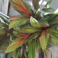 Cordyline Harlequin 10