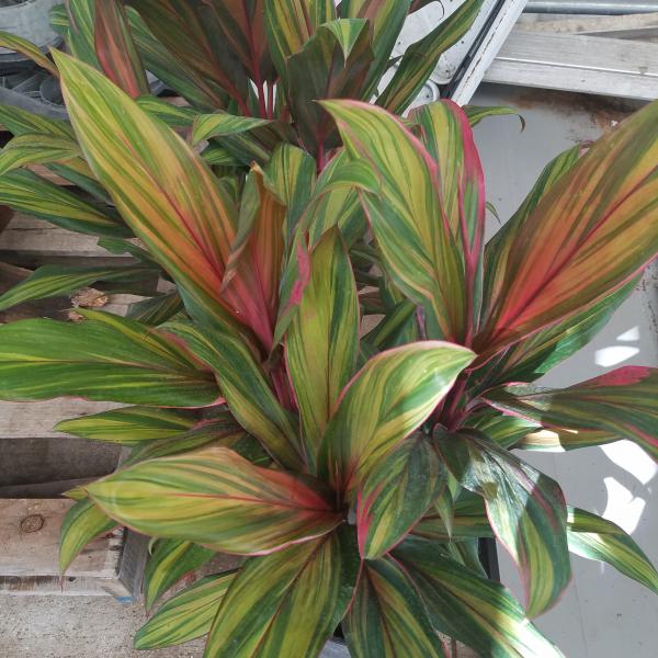 Cordyline Harlequin 10"