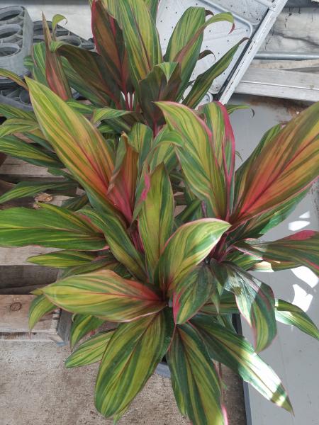 10" pots