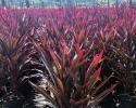 Available in 10" & 14" pots.  Cordyline available in every color under the sun at Emerald Forest Tropical's