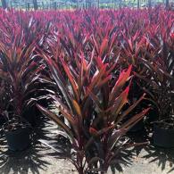 Cordyline Hot Pepper 10