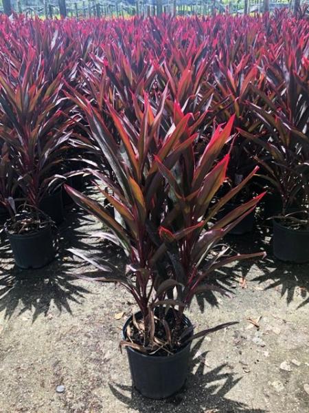 Available in 10" & 14" pots.  Cordyline available in every color under the sun at Emerald Forest Tropical's