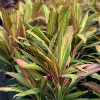 Cordyline Kiwi