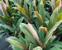 Cordyline