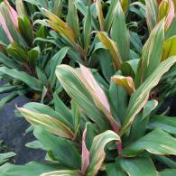 Cordyline